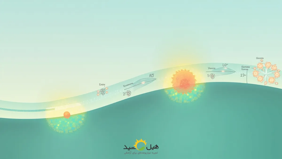 مکانیسم عملکرد گلوکز و انسولین در بدن انسان