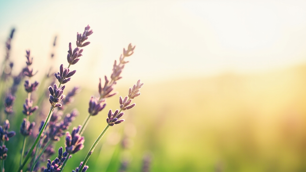 فواید کلی دمنوش اسطوخودوس