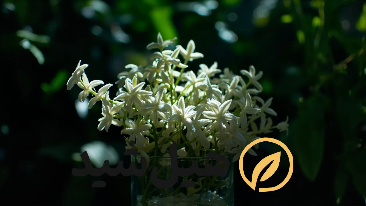 عرق بیدمشک برای آرامش اعصاب