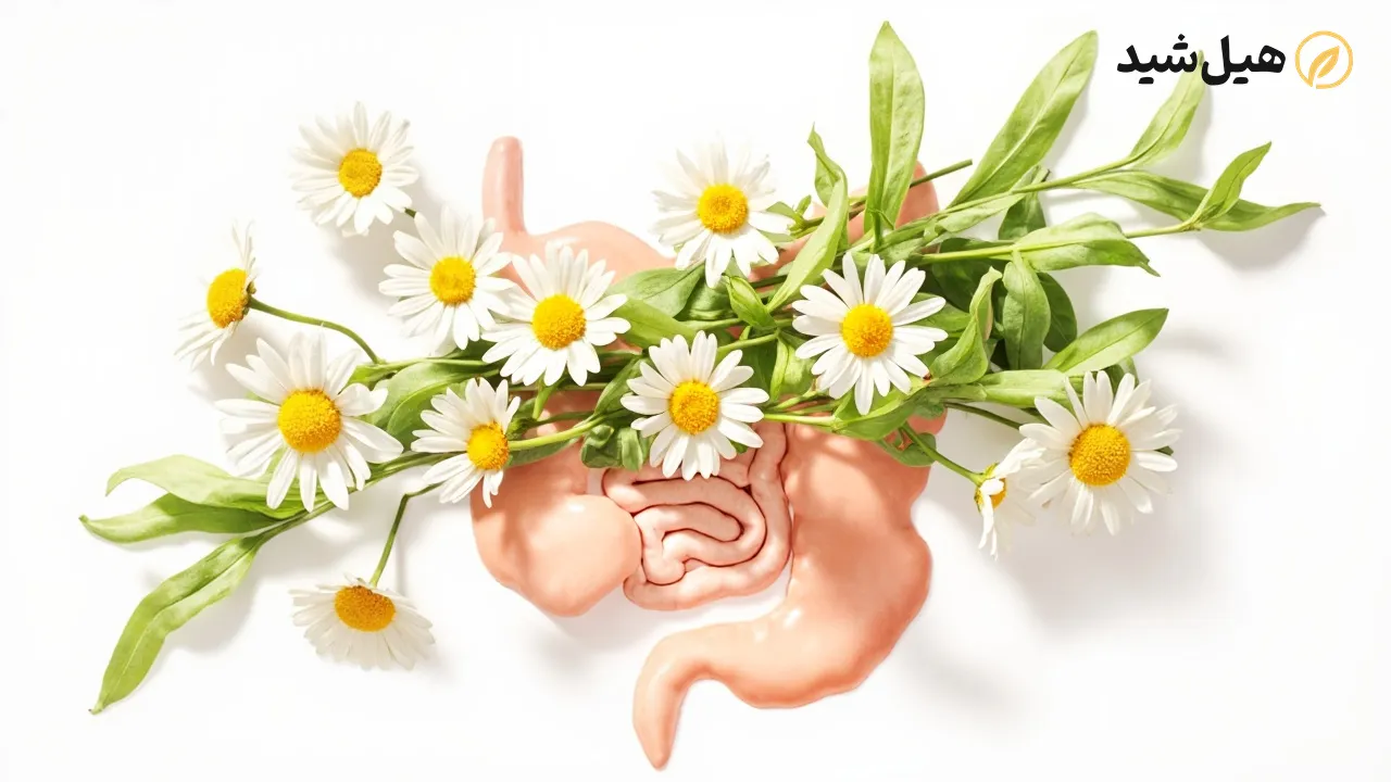 بابونه و سلامت گوارش