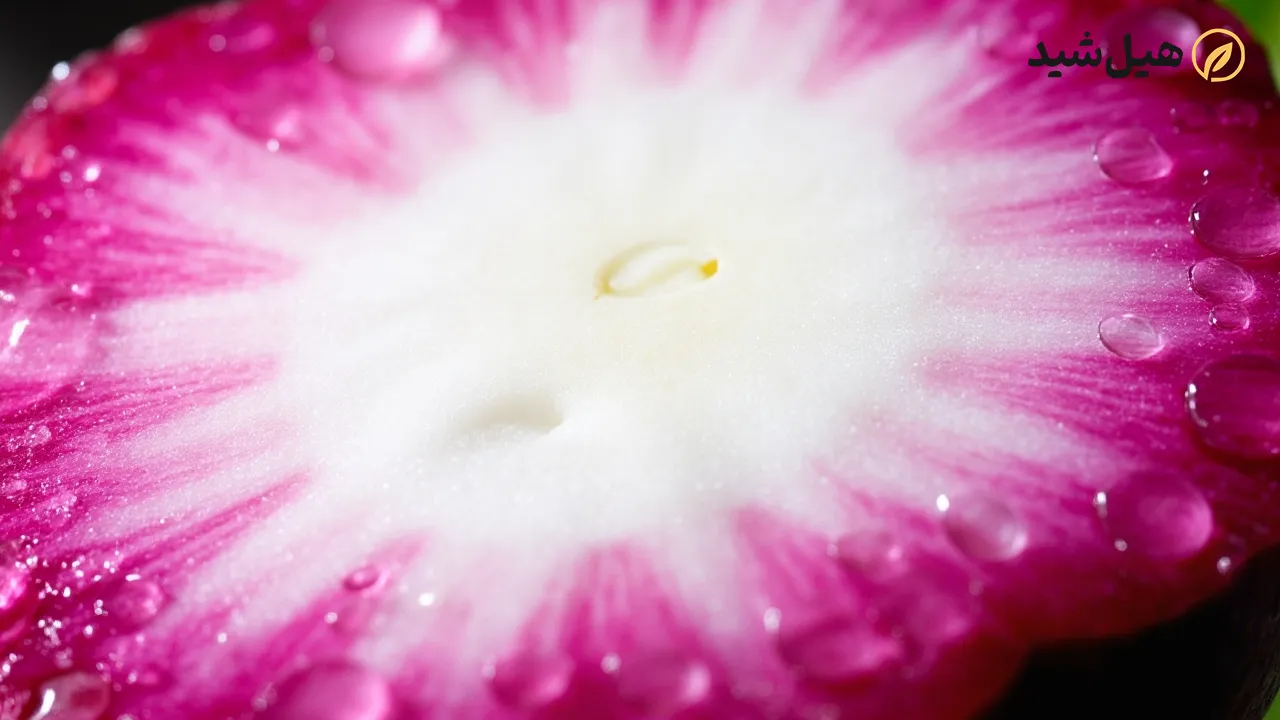 برش عرضی شلغم تازه