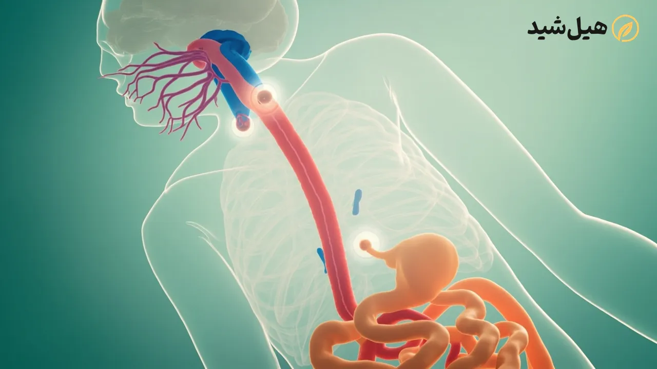 مکانیسم اثر داروهای ضد تهوع در بدن