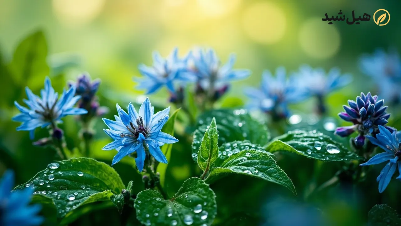 خواص ضد التهابی و آنتی‌اکسیدانی گل گاوزبان