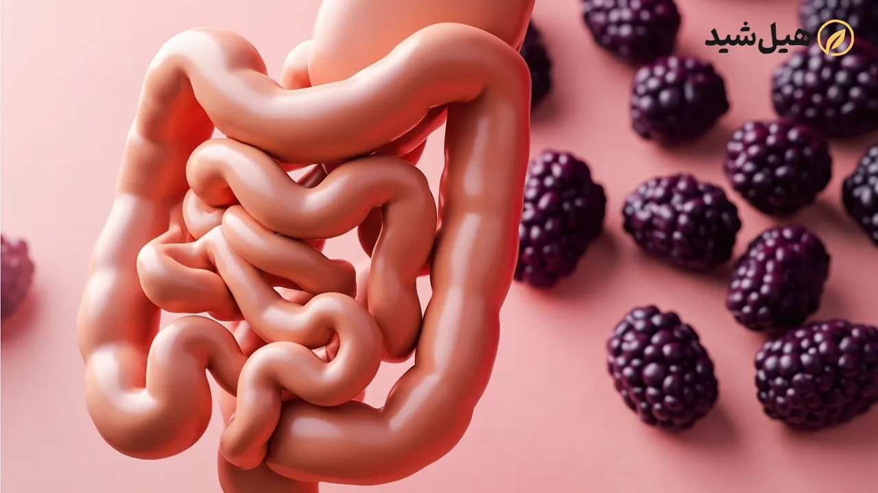 سیستم گوارش انسان و خواص هلیله سیاه برای آن