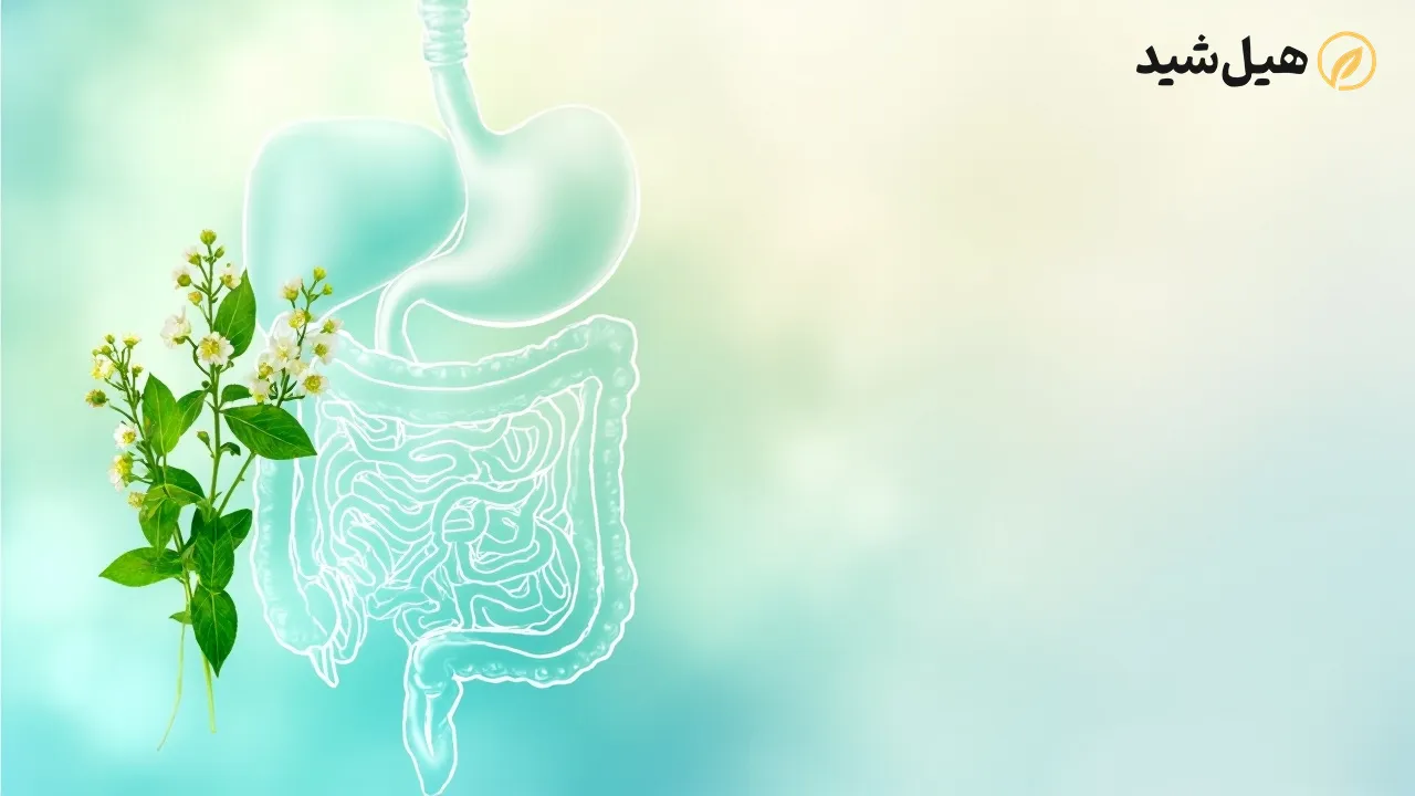 بادرنجبویه و سلامت گوارش