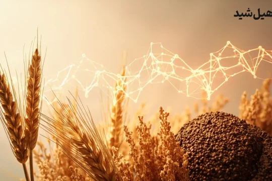 گلوتن، دانه‌های گندم، جو و چاودار